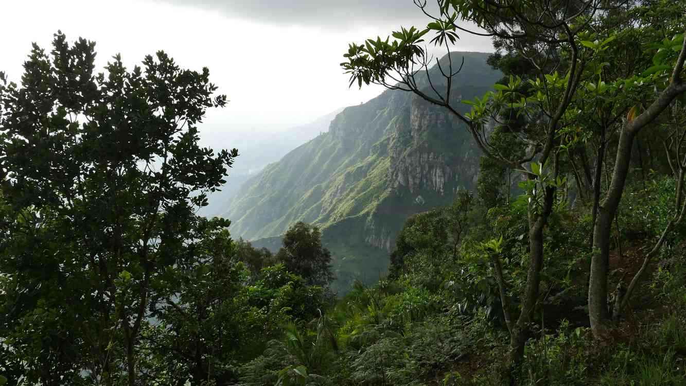 Ecosia