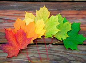 A fan of colorful leaves arranged neatly, starting with a deep orange on the left and progressing to a bright green on the right